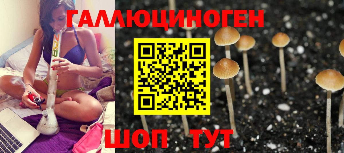 Галлюциногенные грибы прущие грибы  Псилоцибиновые грибы Psilocybine cubensis  Губаха  купить   Вход с VPN 